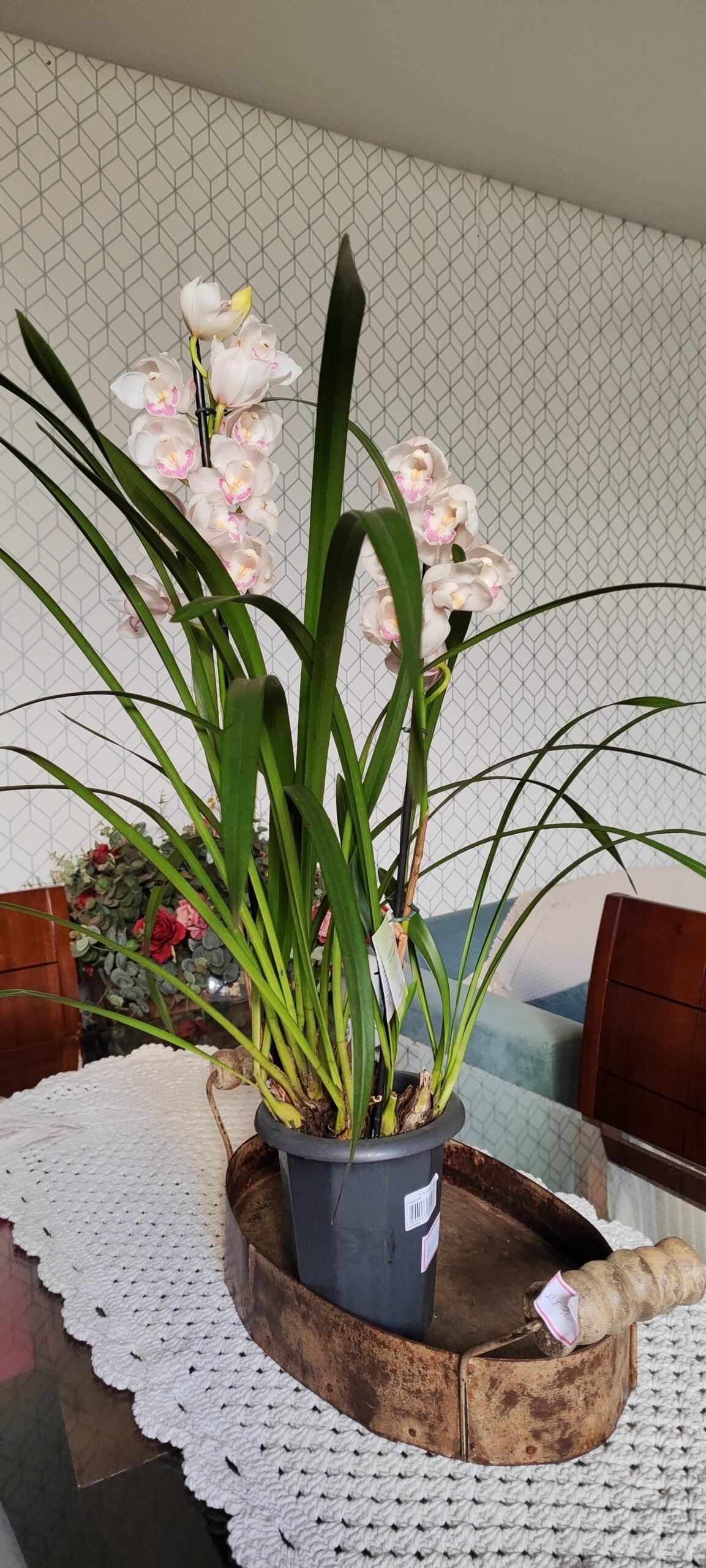 1000078248